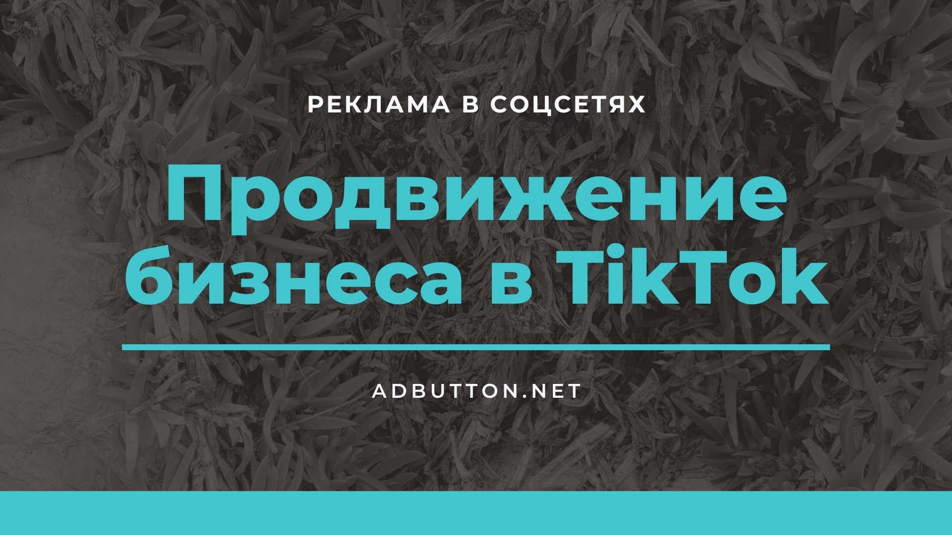 TikTok бизнес: как увеличить размер своей аудитории в онлайн?
TikTok бизнес: как увеличить размер своей аудитории в онлайн?